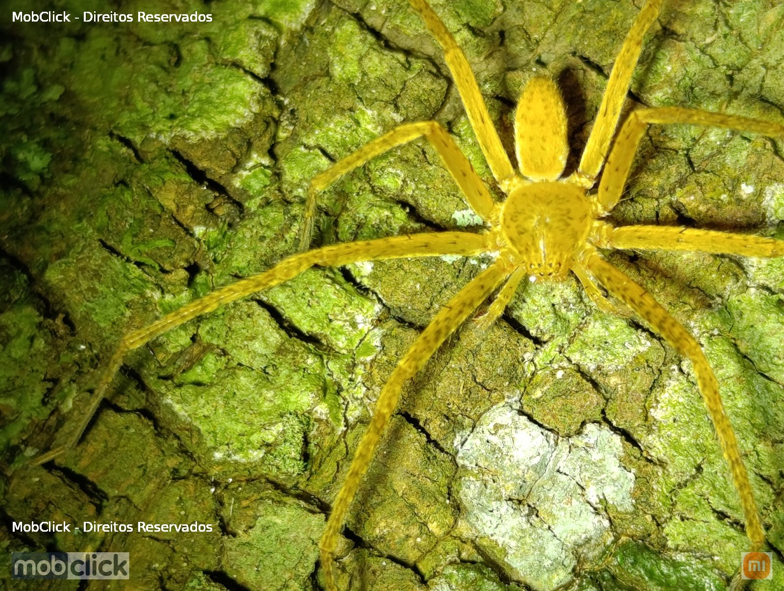 Aranhas-caçadoras (Sparassidae)