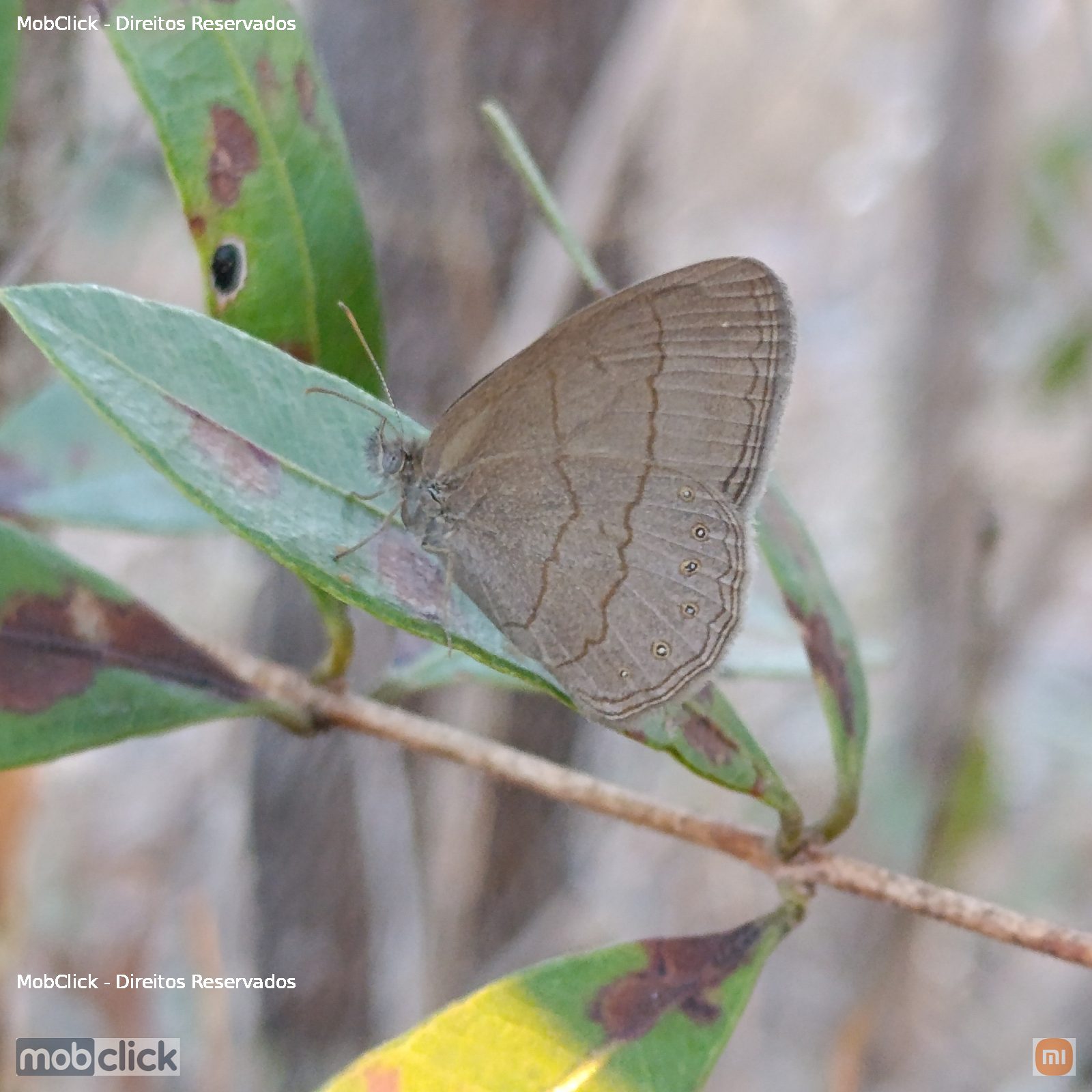Borboleta - Nhambikuara cerradensis
