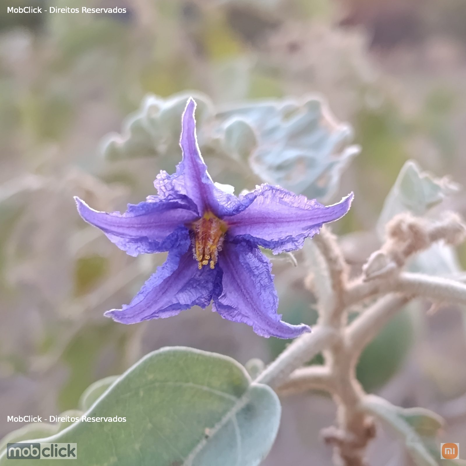 Flor lobeira - Spiny Solanums (Leptostemonum)