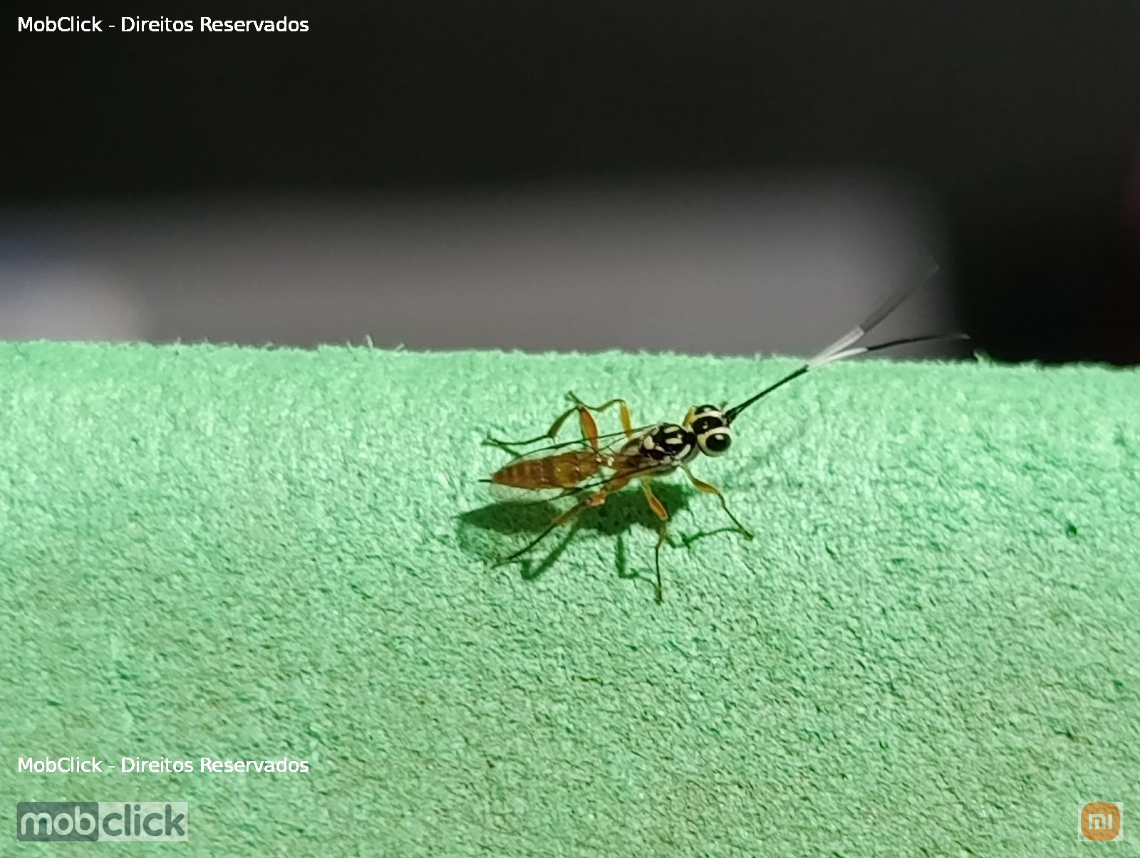Vespas-de-Darwin (Ichneumonidae)