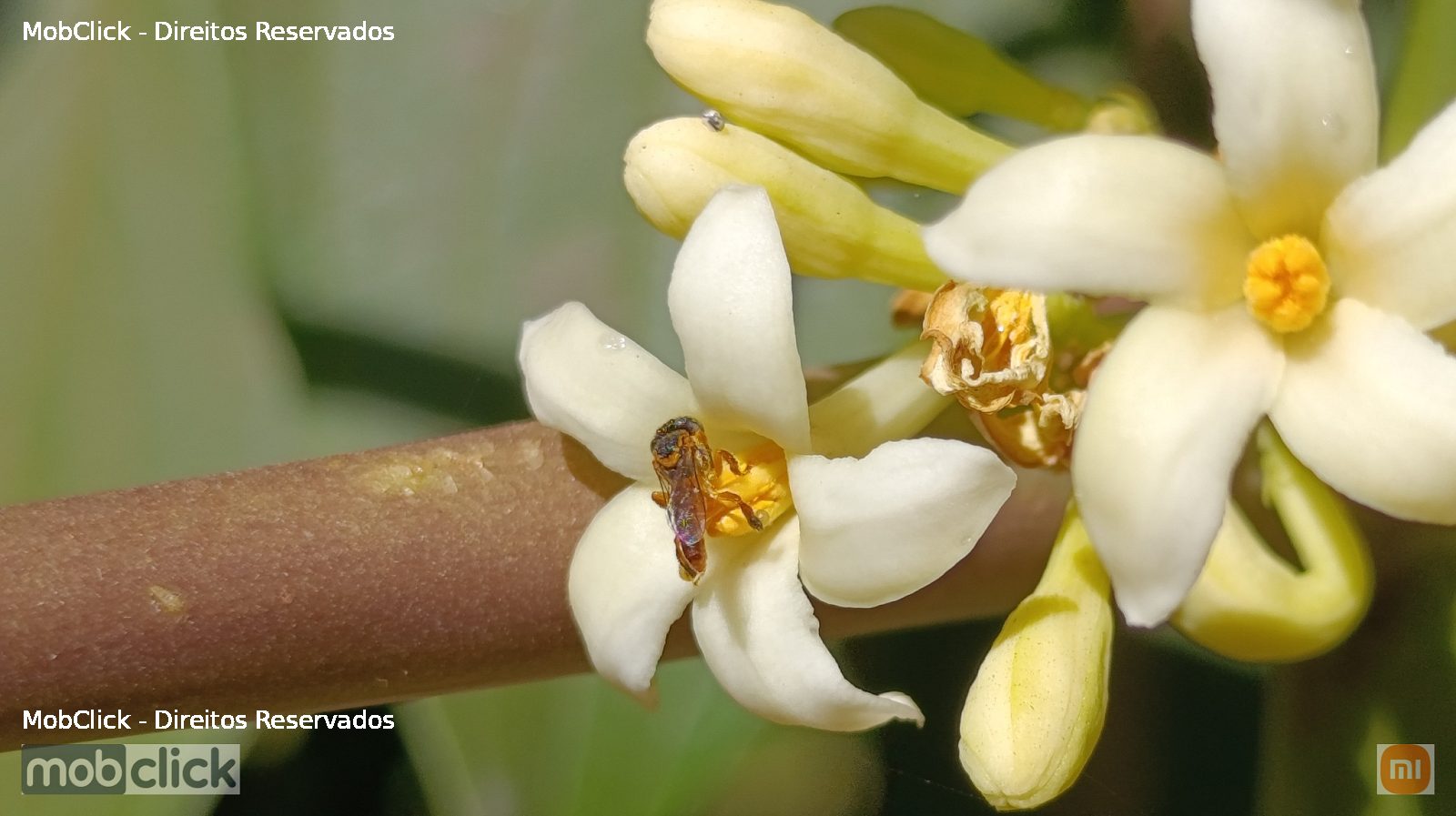Jataí-amarela (Tetragonisca angustula) - flor