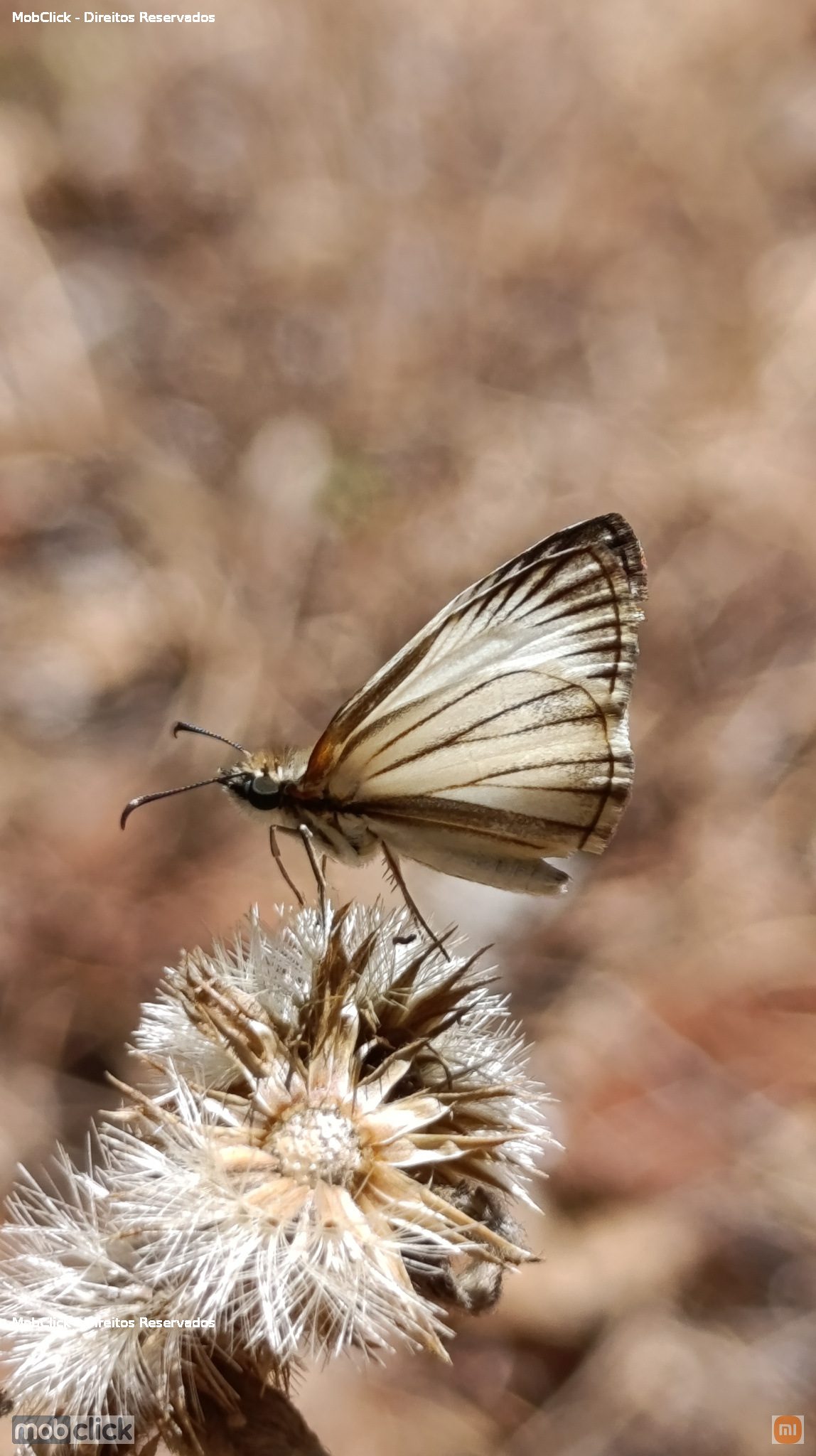 Borboleta - White-Skippers (Heliopetes)