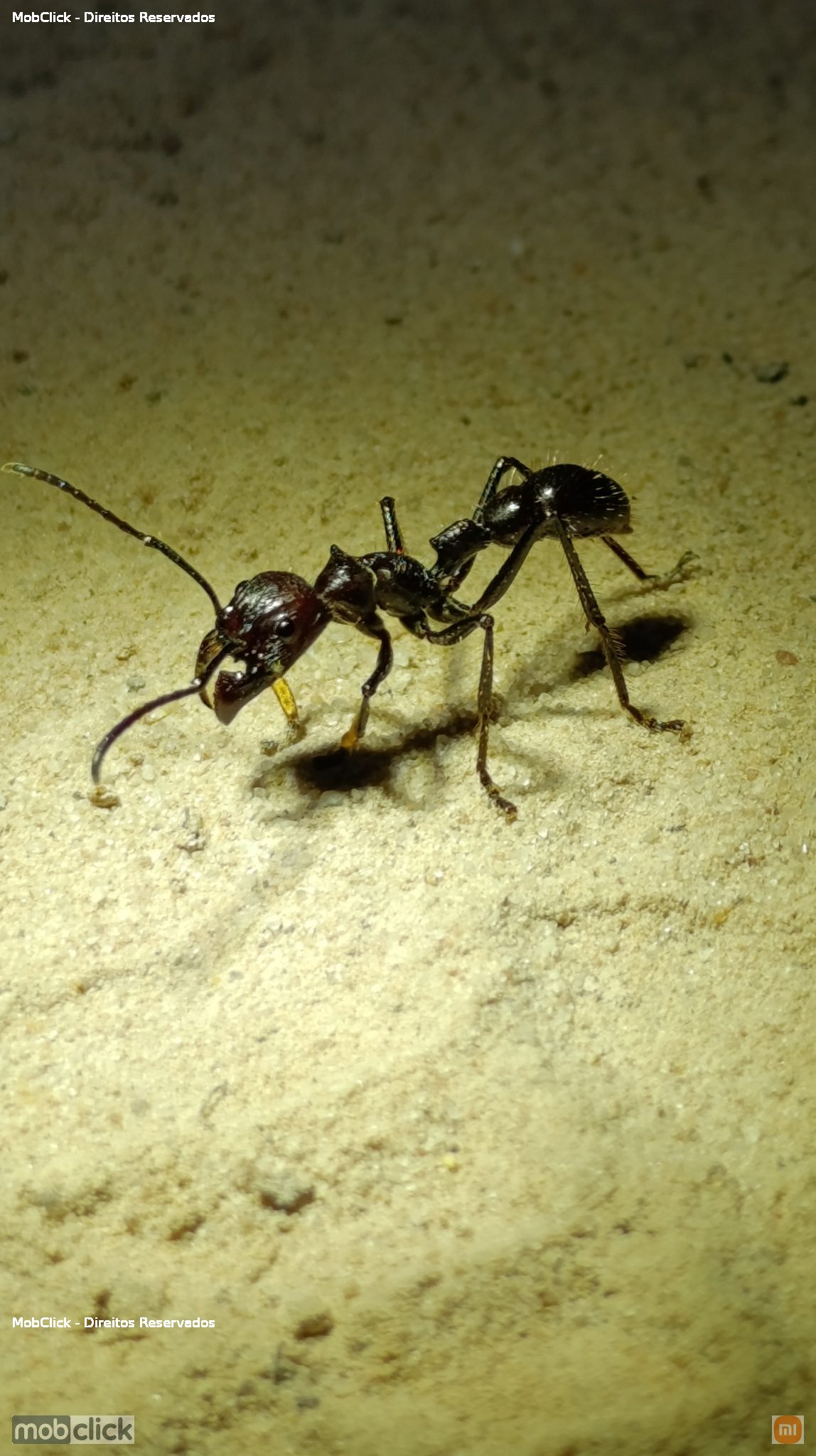 Formiga - Tocandira (Paraponera clavata)