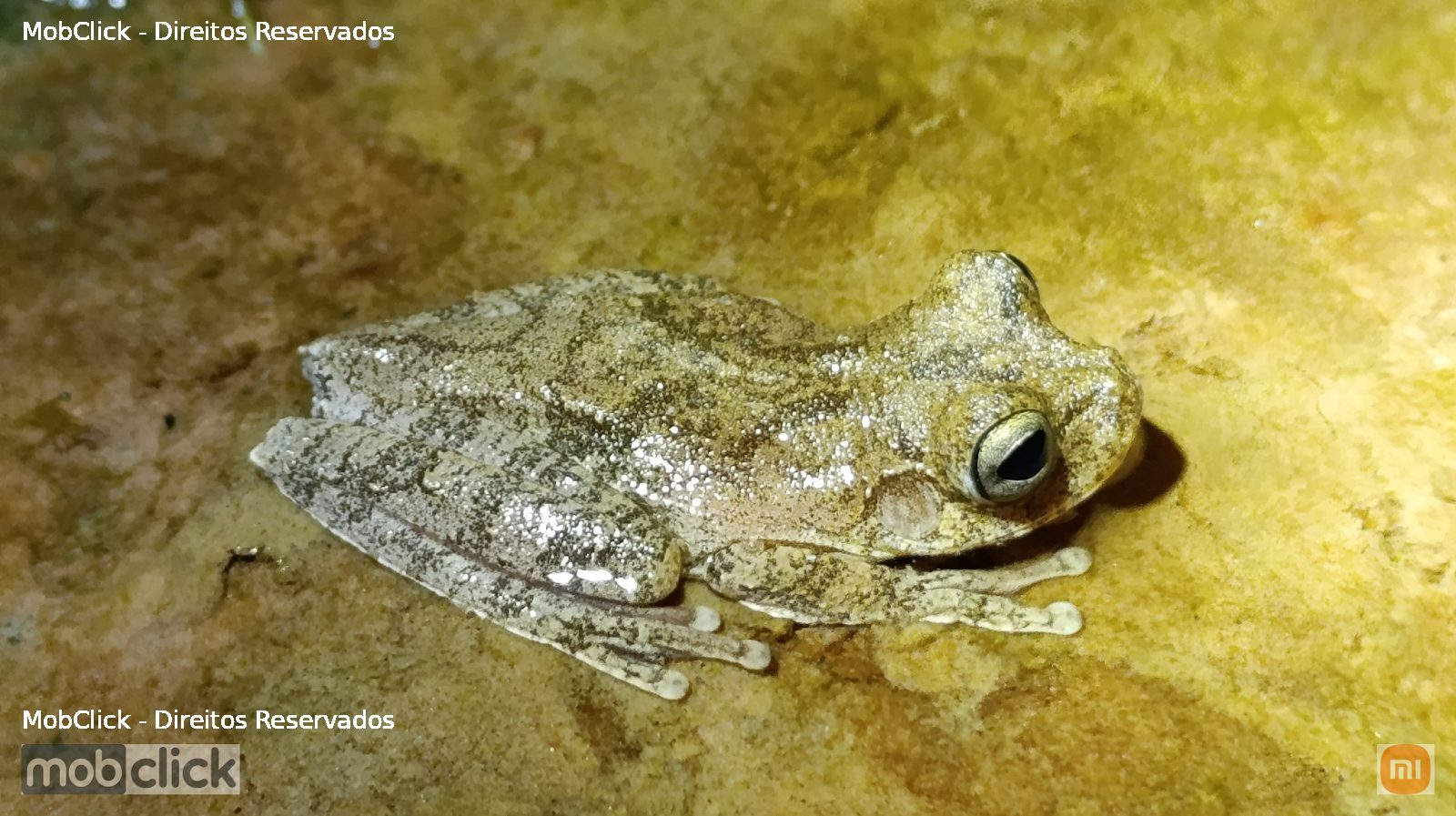 Perereca-usina (Boana lundii)