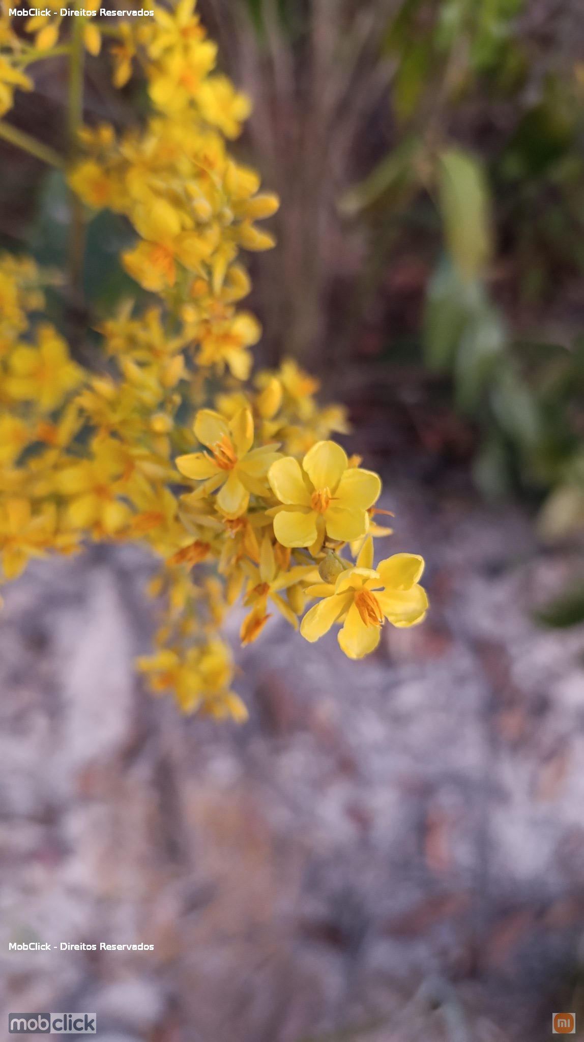Flor - Ouratea