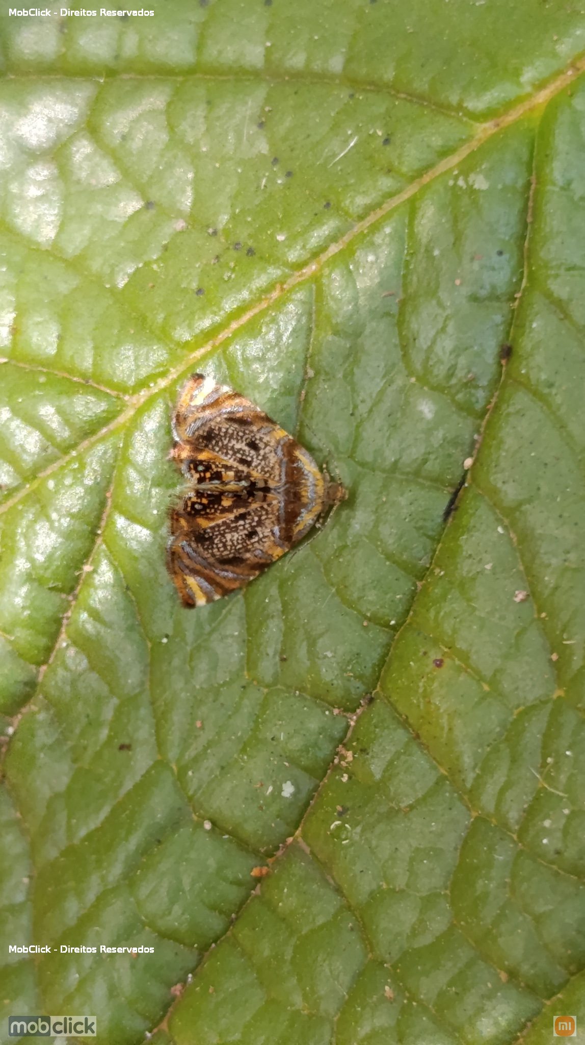 Borboletas e traças (Lepidoptera)