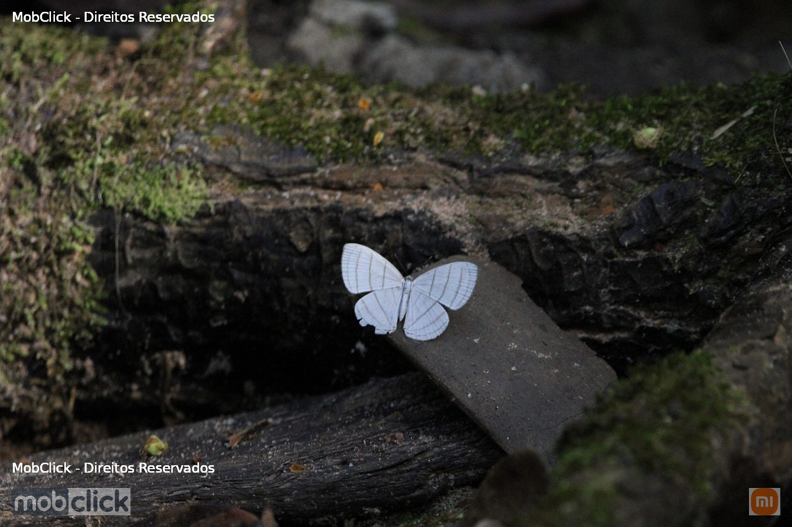 Borboleta - Leucochimona icare