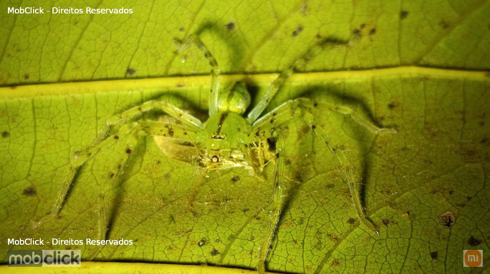 Aranha verde - Macrinus