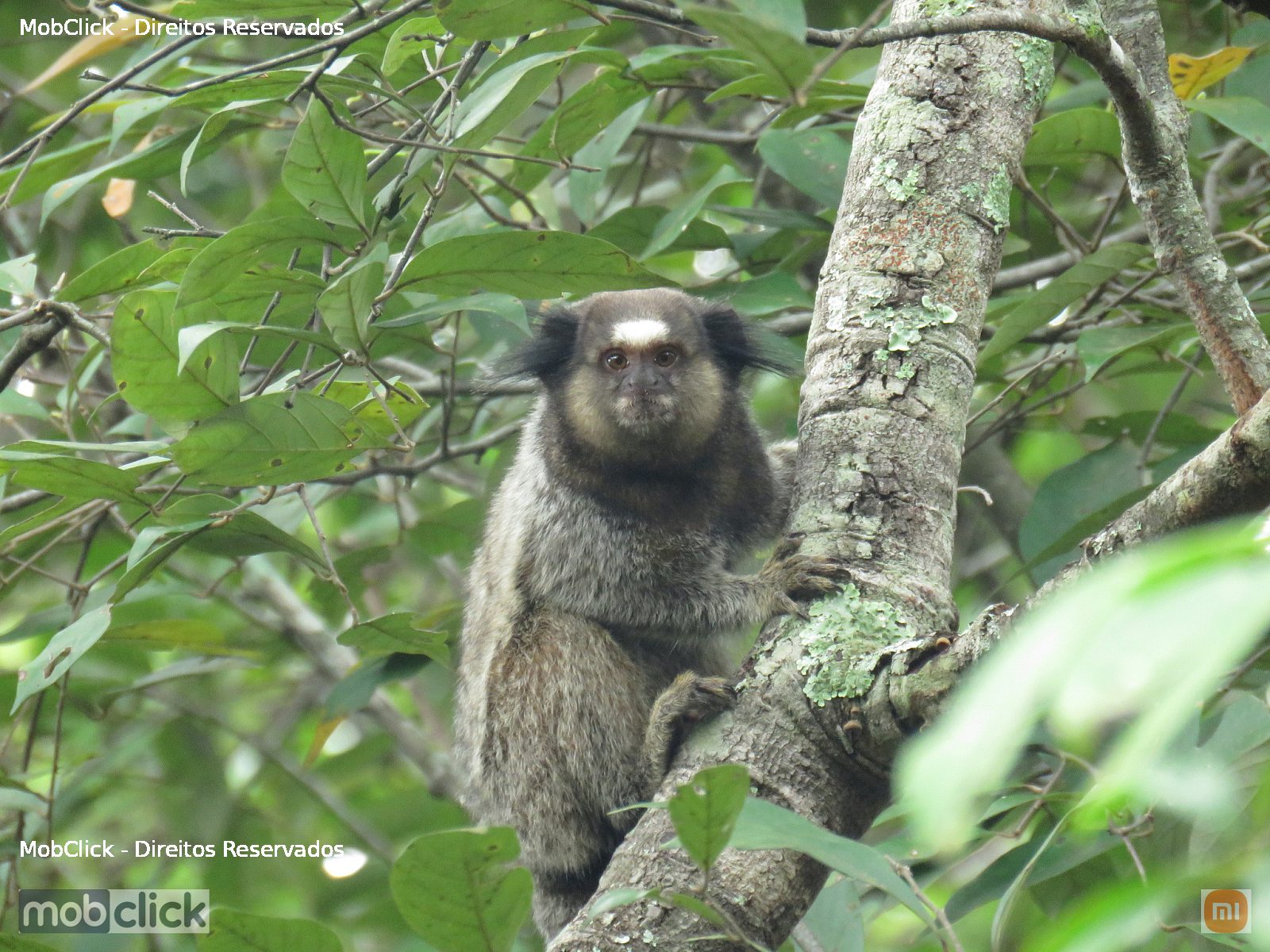 Mico - Sagui-de-tufos-pretos (Callithrix penicillata)
