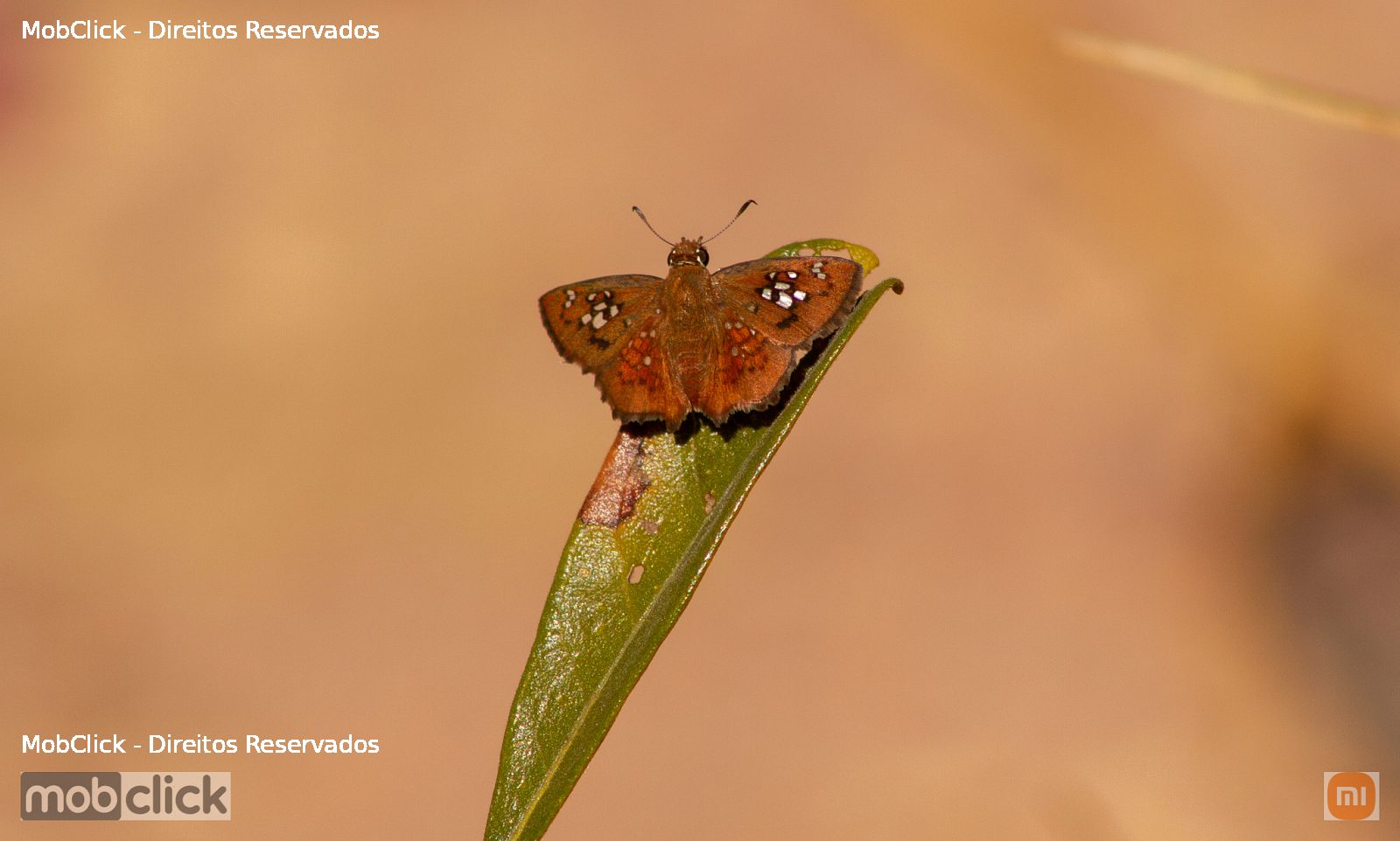 Borboleta marrom - Udranomia spitzi