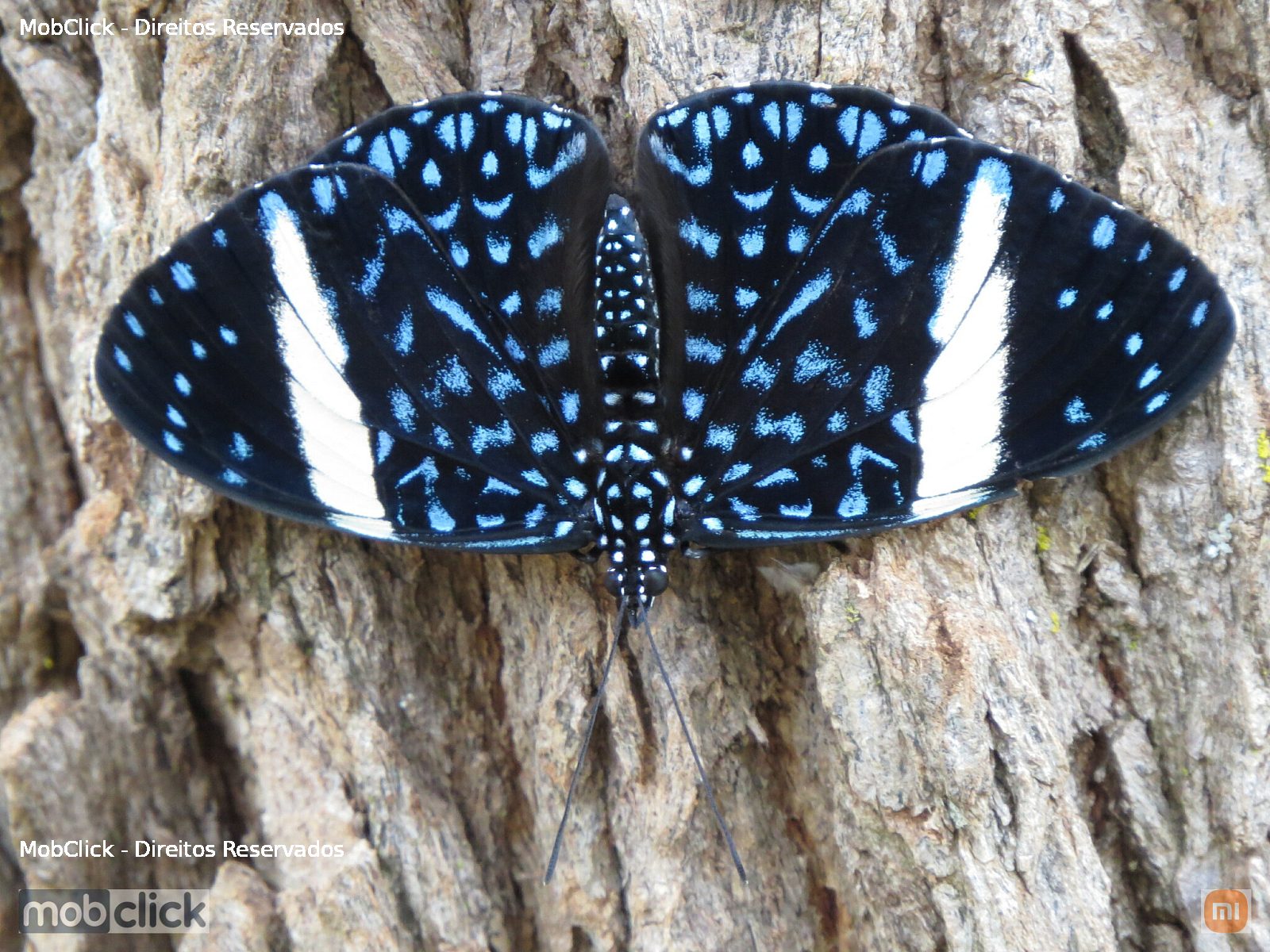 Borboleta Estaladeira-estrelada (Hamadryas laodamia)