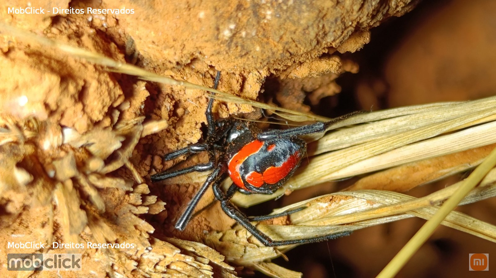 Viúvas-negras (Latrodectus) - aranha preta e vermelha