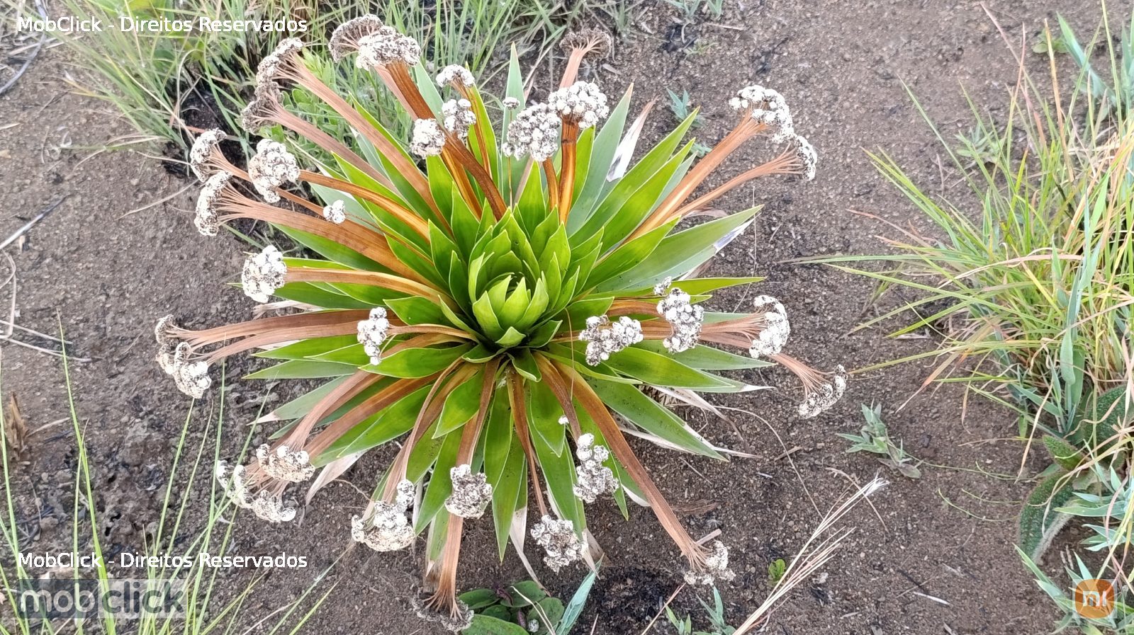 Paepalanthus canastrensis - plantas do cerrado - chueveirinho