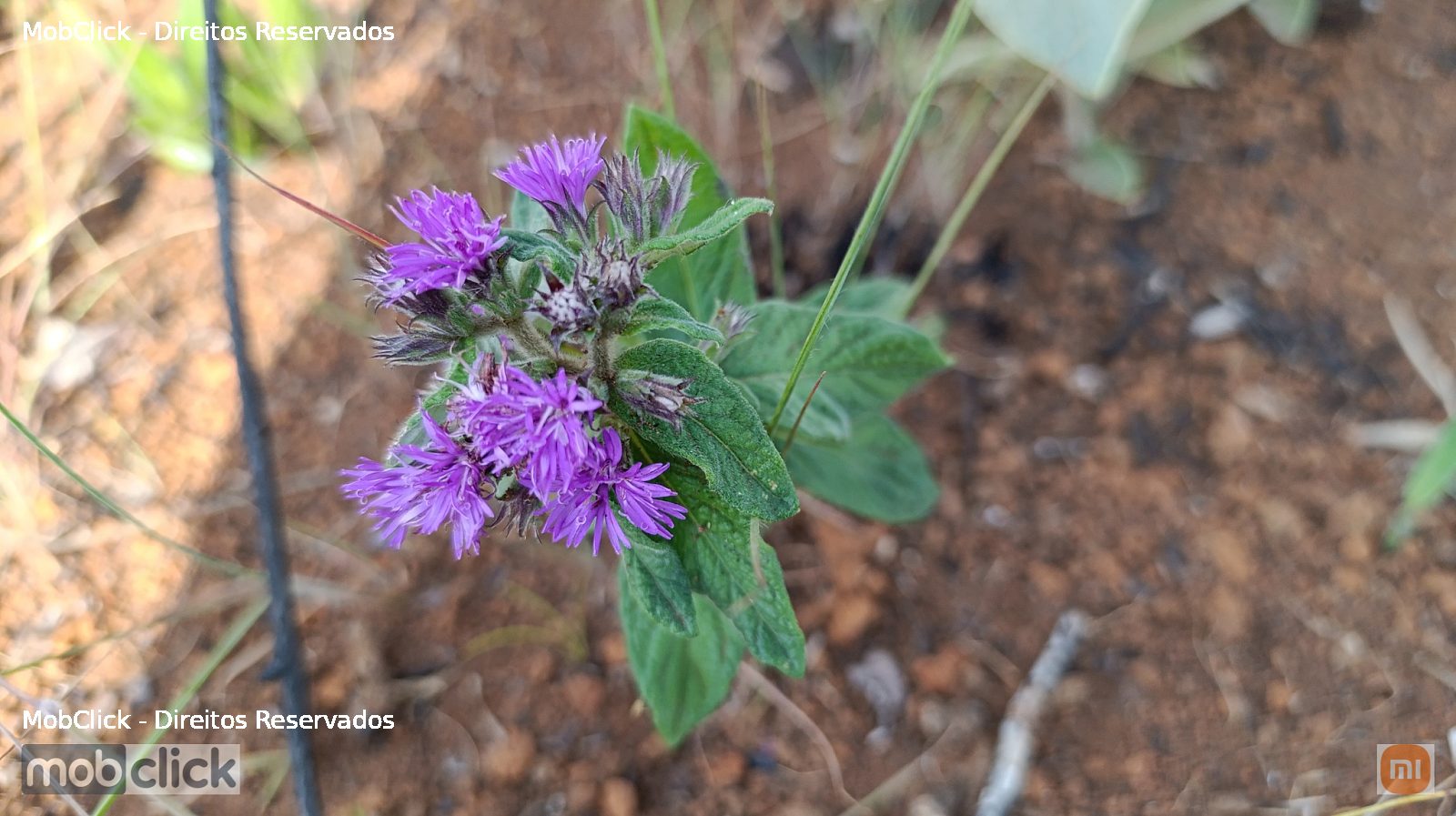 Flor do cerrado - Vernonieae