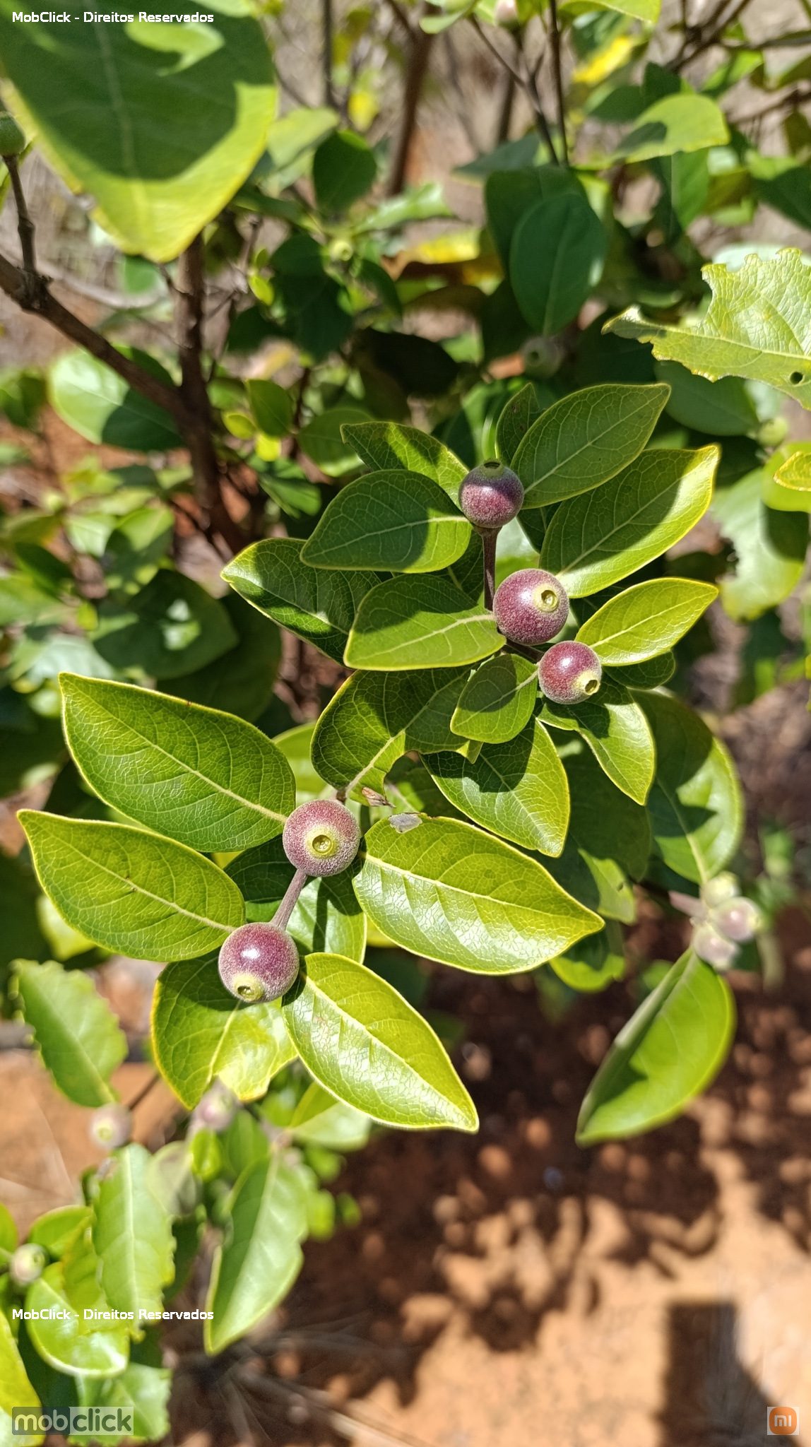 frutas e plantas do cerrado - Cordiera