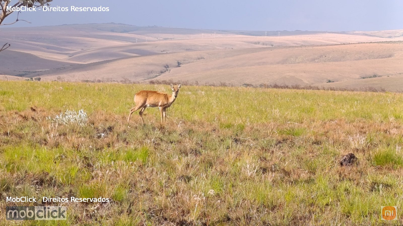 Veado-campeiro (Ozotoceros bezoarticus)