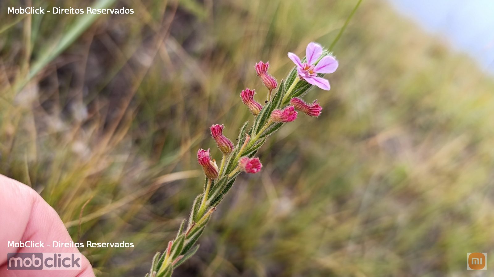 Cuphea hyssopoides - flor rosa do cerrado