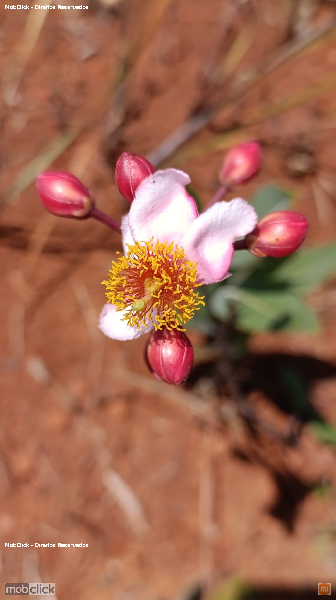 Kielmeyera - flor rosa