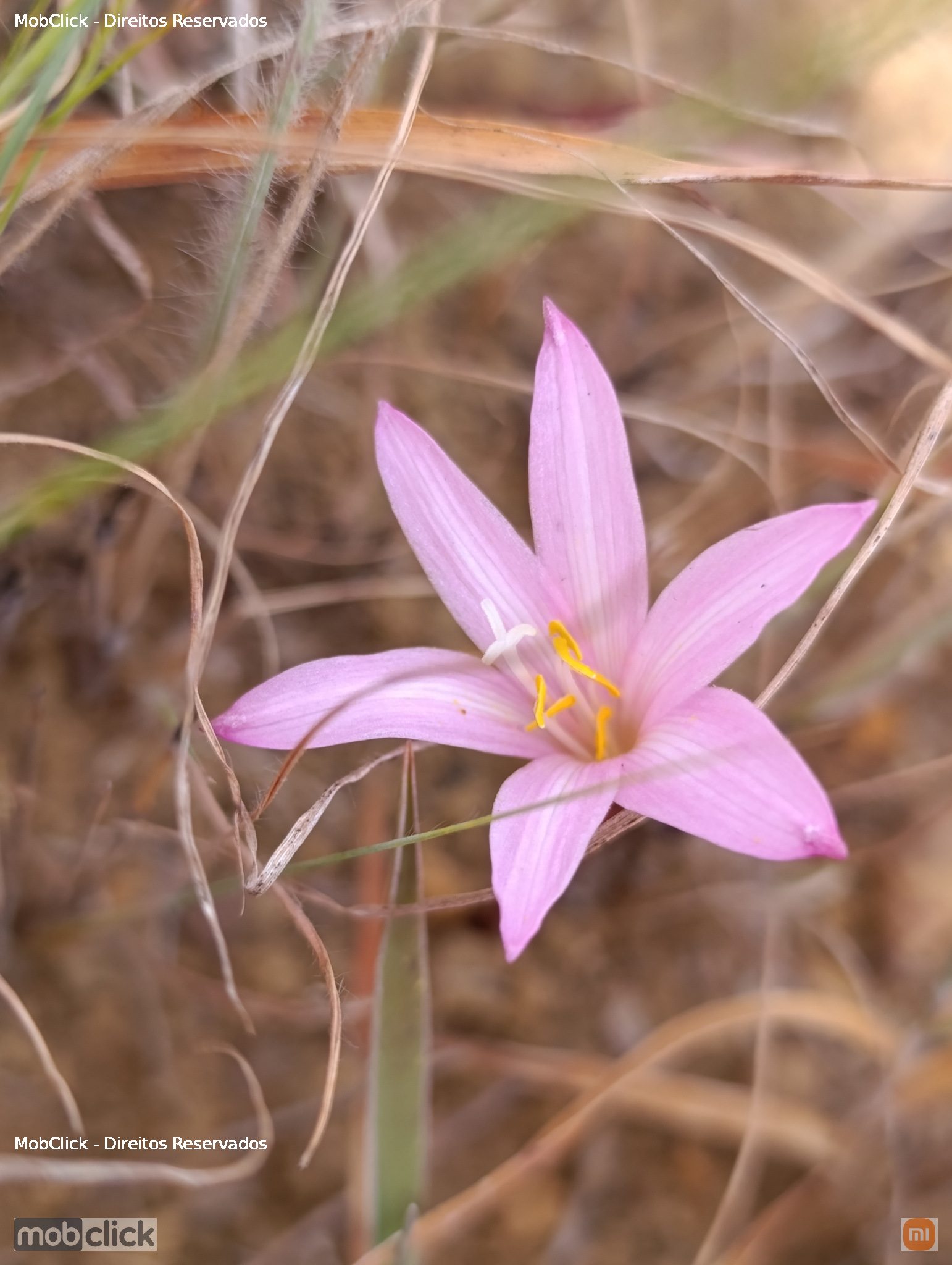 Rain lilies (Zephyranthes)