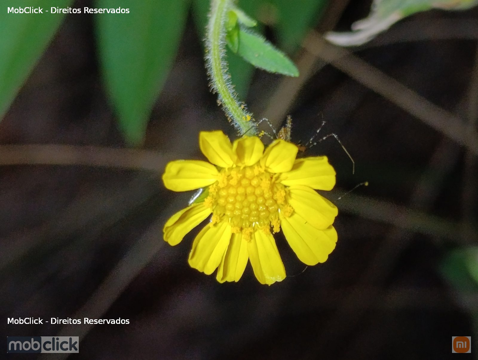 Calea pilosa