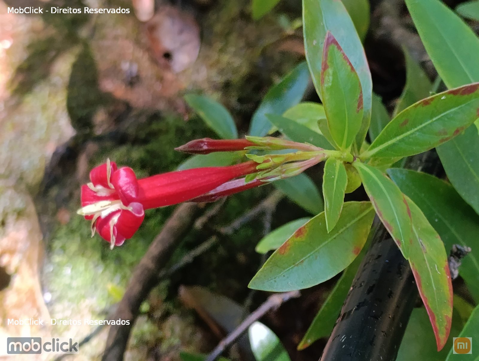 Augusta longifolia - flor vermelha