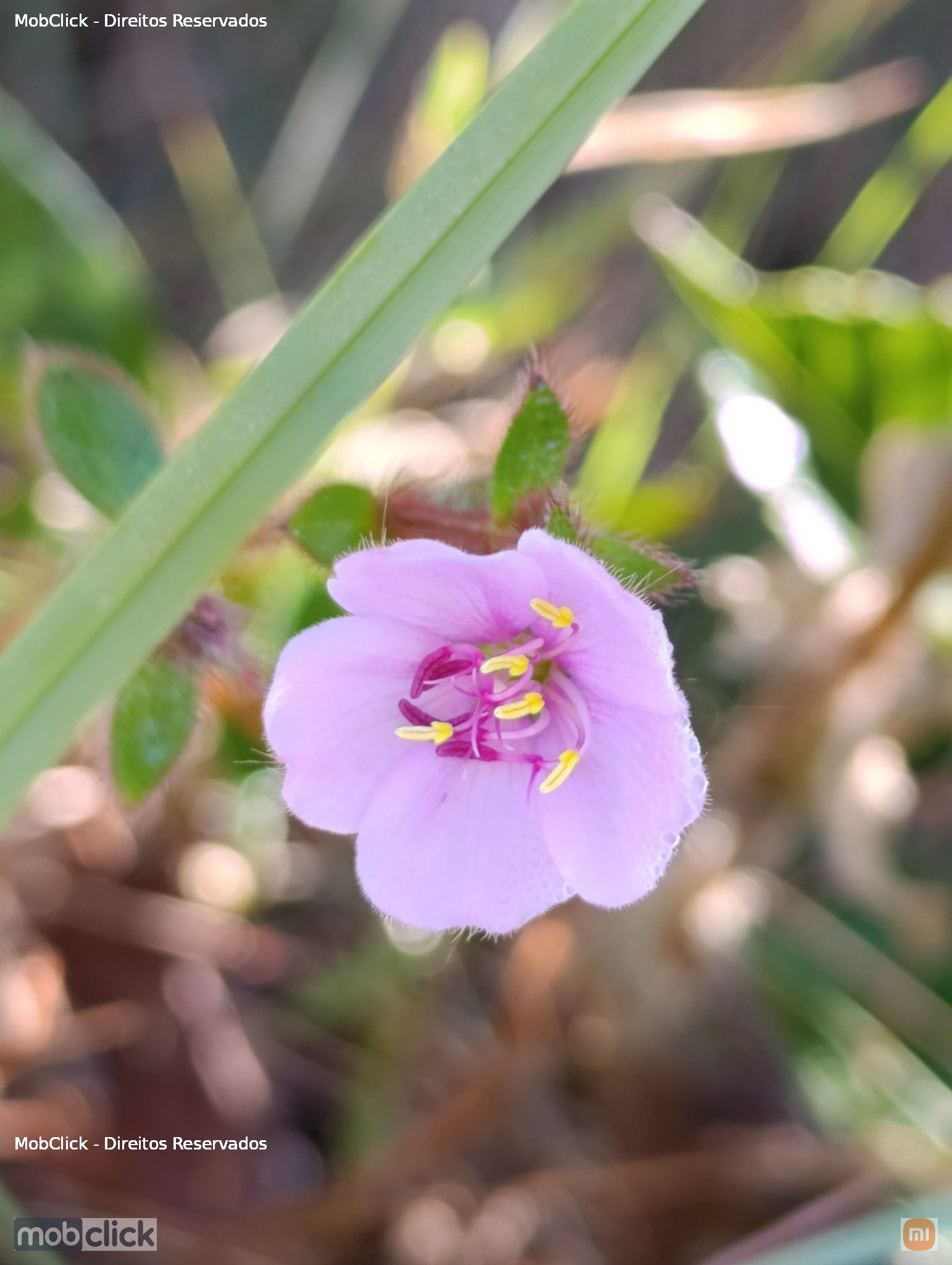 Desmoscelis villosa - flor rosa