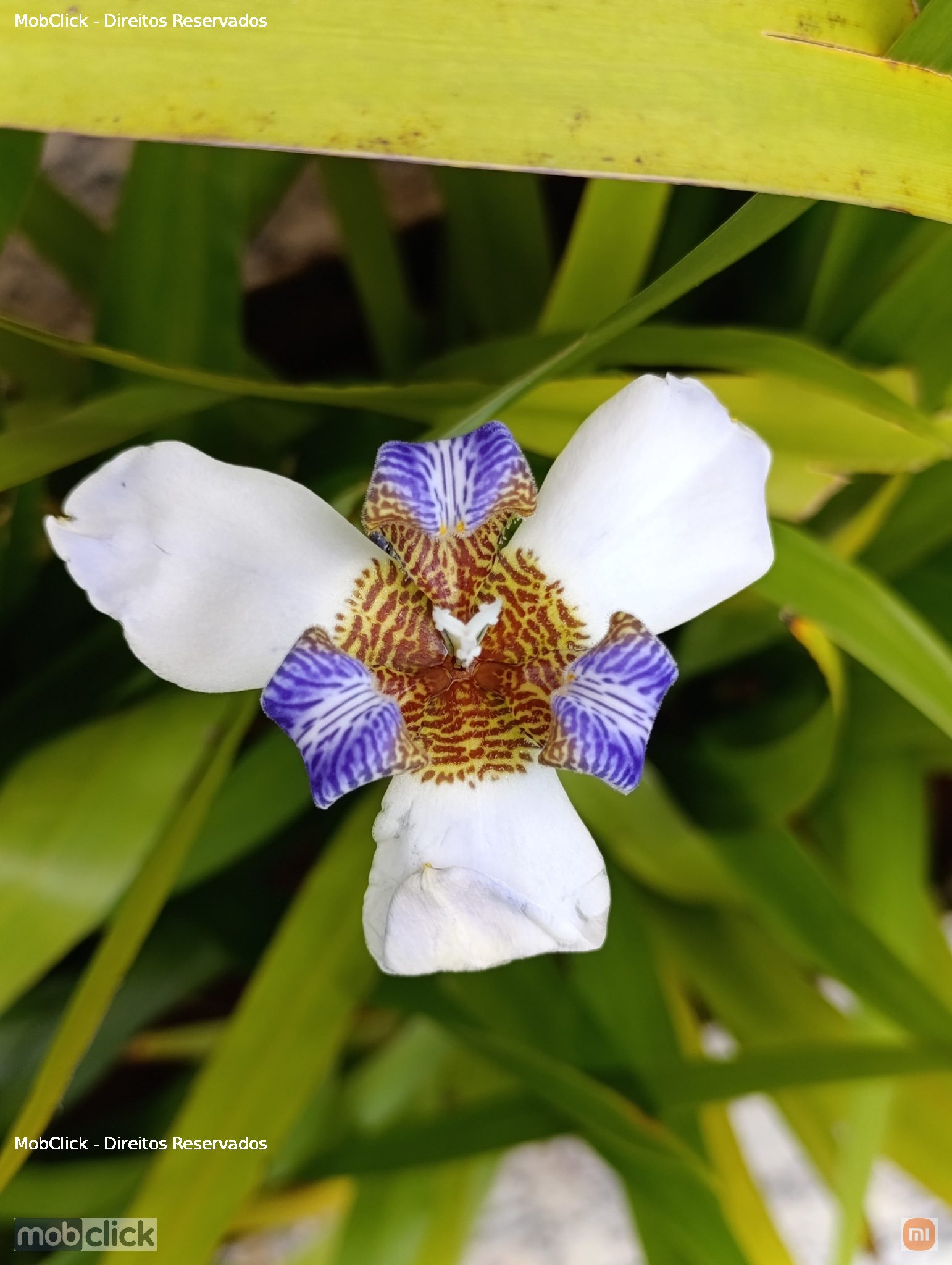 Falsa-íris-roxa (Trimezia sabini) - flor