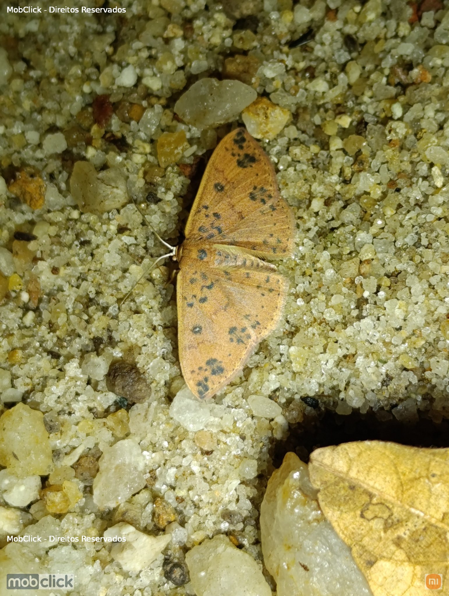 Semaeopus - Mariposa