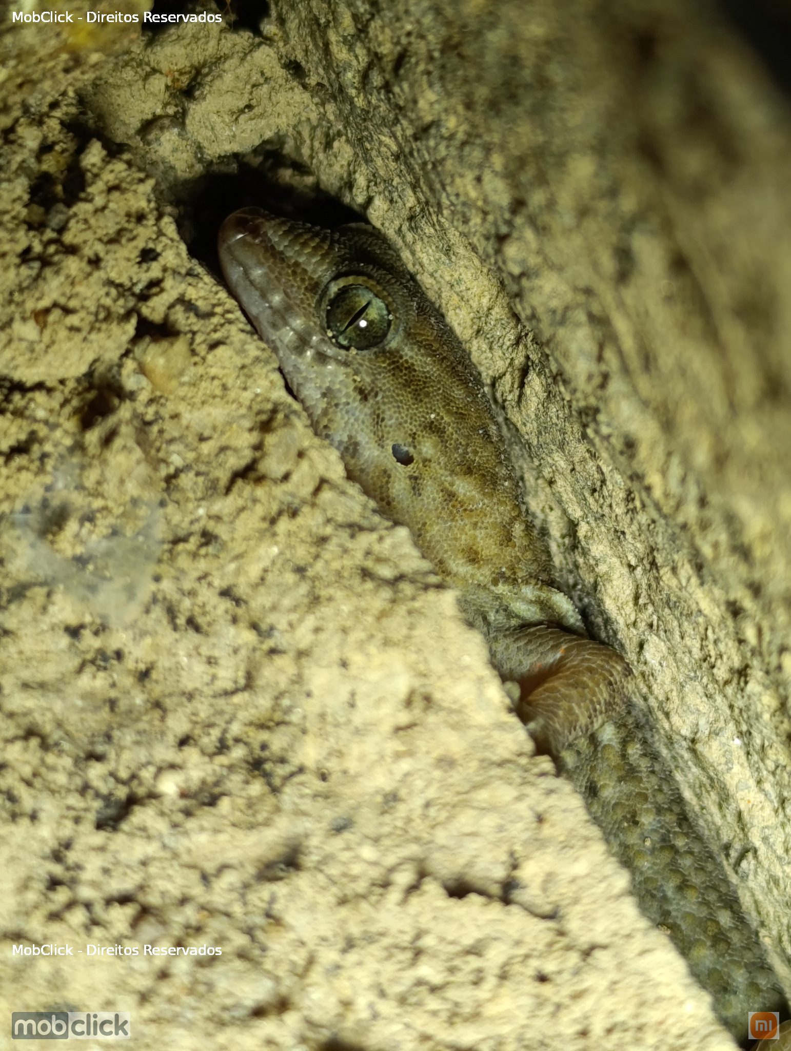 Maranhao Naked-toed Gecko (Gymnodactylus amarali) - lagartixa