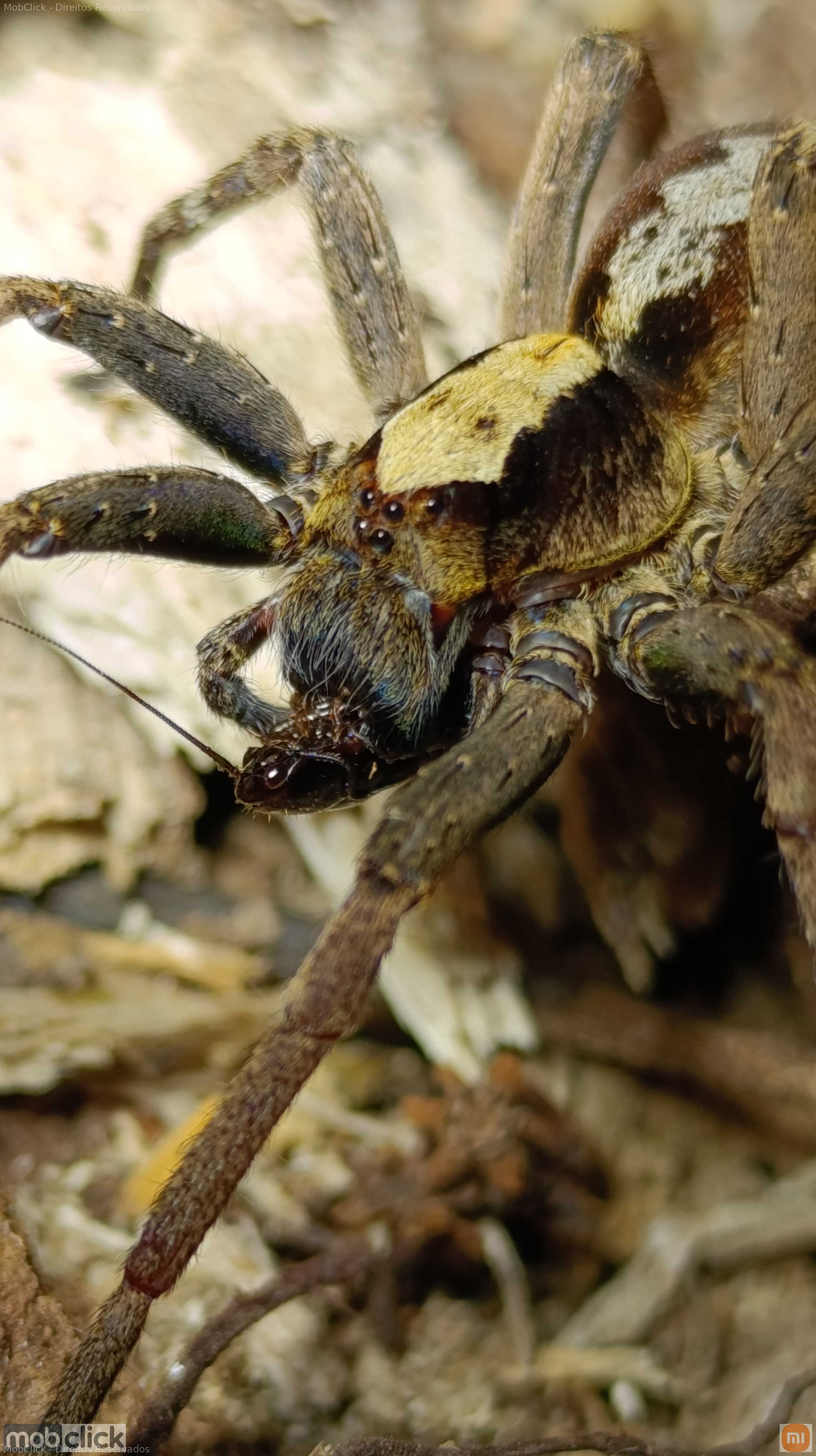 Aranhas do cerrado