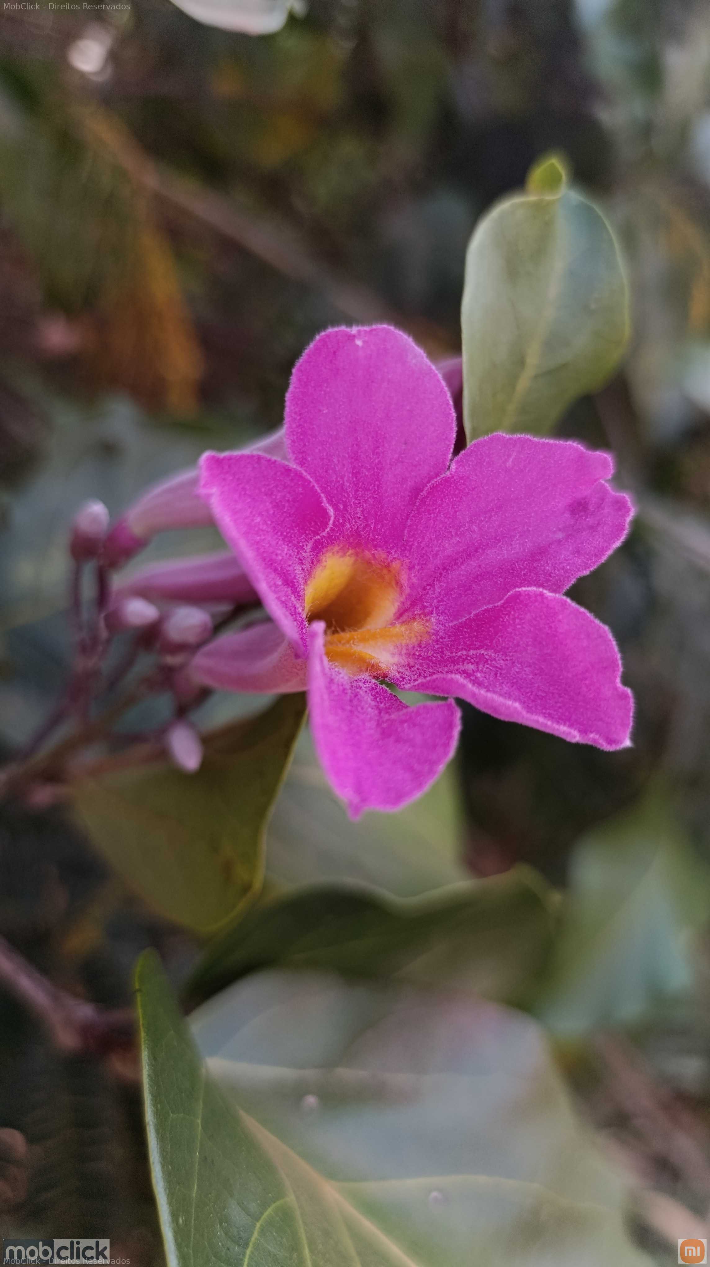 Flores do cerrado brasileiro
