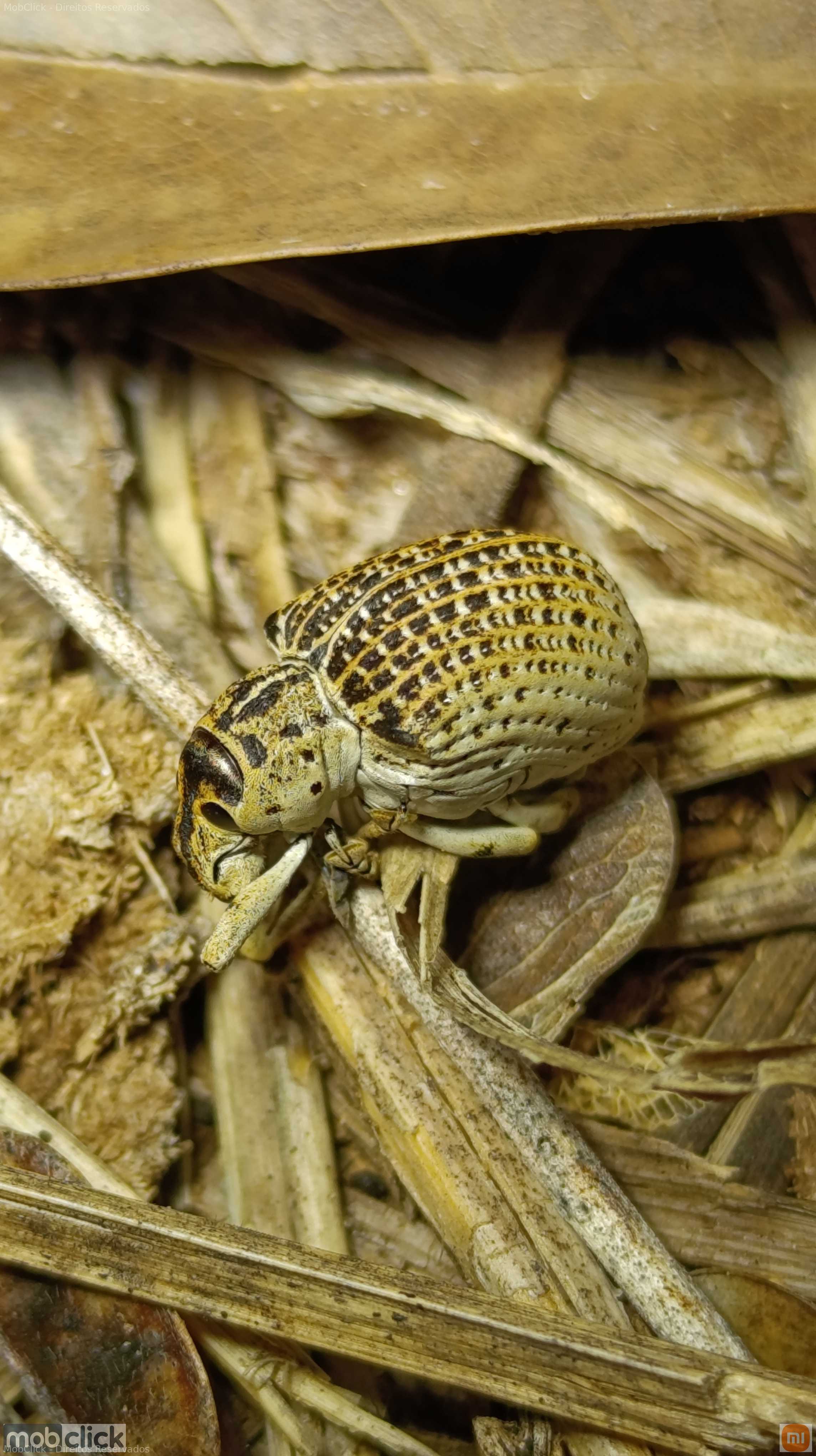 Besouro gorgulho - Cydianerus latruncularius